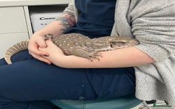 Monitor reptiles for sale: Bosc/savannah Monitor Lizard  - Image 1