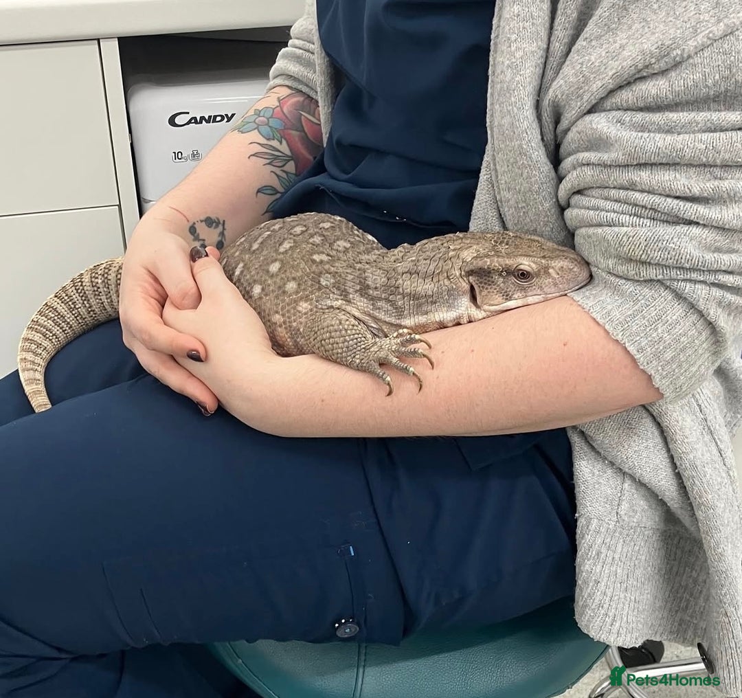 Monitor reptiles for sale: Bosc/savannah Monitor Lizard  - Image 1