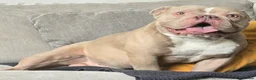 American Bully dogs for sale: American pocket bully for sale - Advert 2