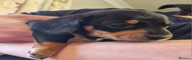 Miniature Dachshund Puppy 1