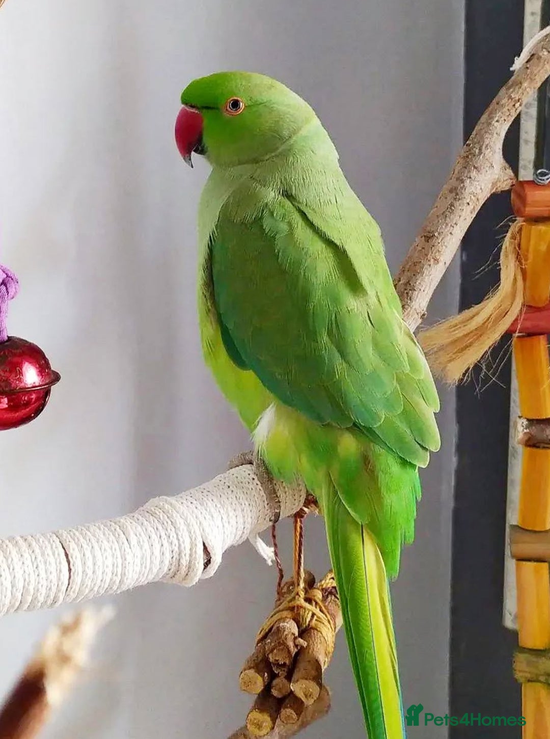 Parrots birds for sale: Beautiful baby ring neck talking parrot  in Coventry - Image 1