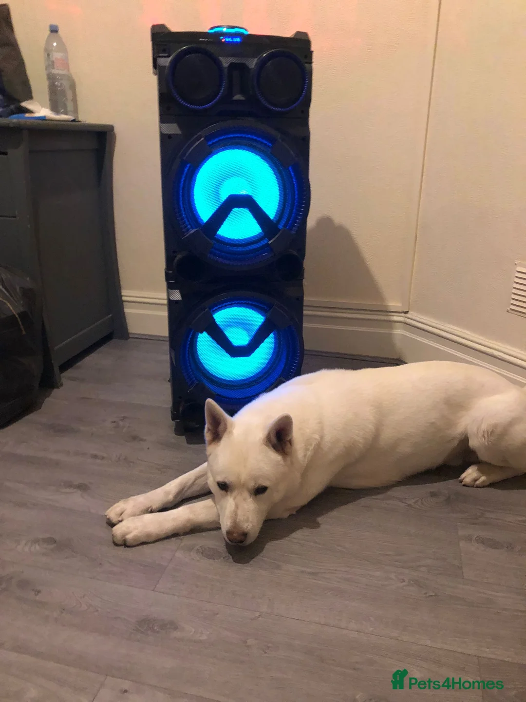 Akita dogs for sale: Beautiful strong male Akita  - Advert 5