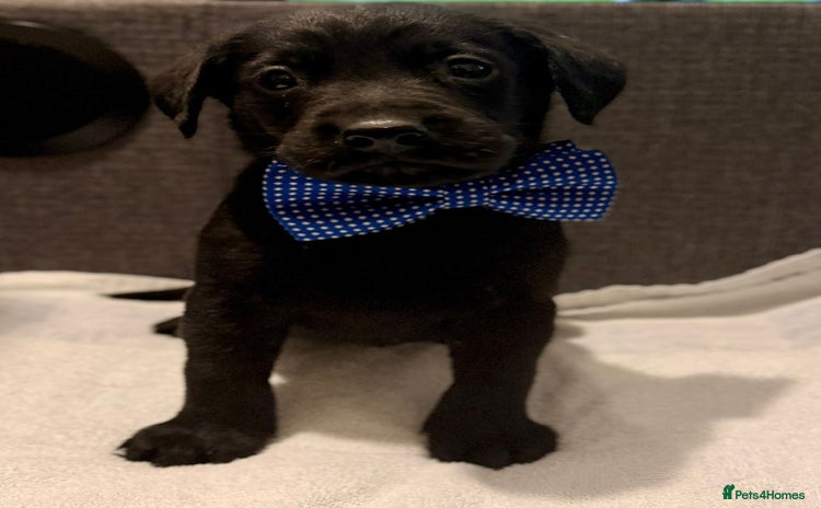 Labrador Retriever dogs KC Reg labrador puppies - Advert 1