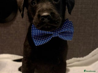 Labrador Retriever dogs KC Reg labrador puppies - Advert 1