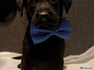 Labrador Retriever dogs KC Reg labrador puppies - Advert 13