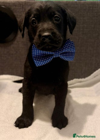 Labrador Retriever dogs KC Reg labrador puppies - Advert 1
