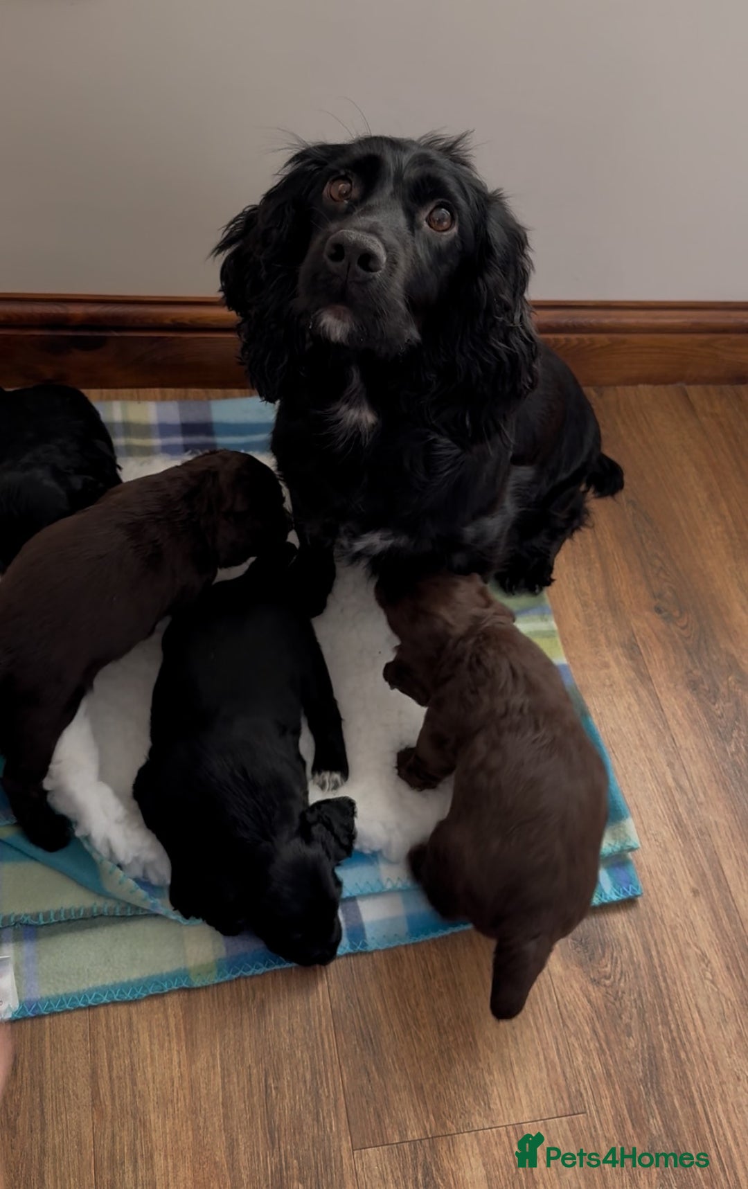 Cocker Spaniel dogs for sale: Working Cocker Spaniel puppies - Advert 6