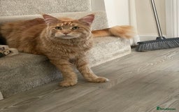 Maine Coon cats for sale: Donnie The Maine Coon - 4 y/o in Stoke-on-Trent - Image 6