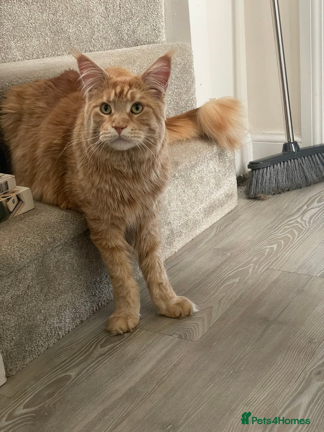 Maine Coon cats for sale: Donnie The Maine Coon - 4 y/o in Stoke-on-Trent - Image 6