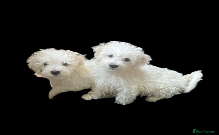 Maltese dogs - Advert 1