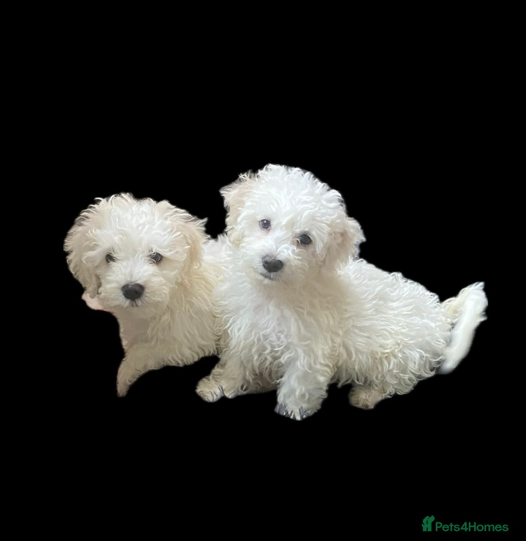 Maltese dogs for sale: Stunning Purebred Maltese Boys Puppies  - Image 4