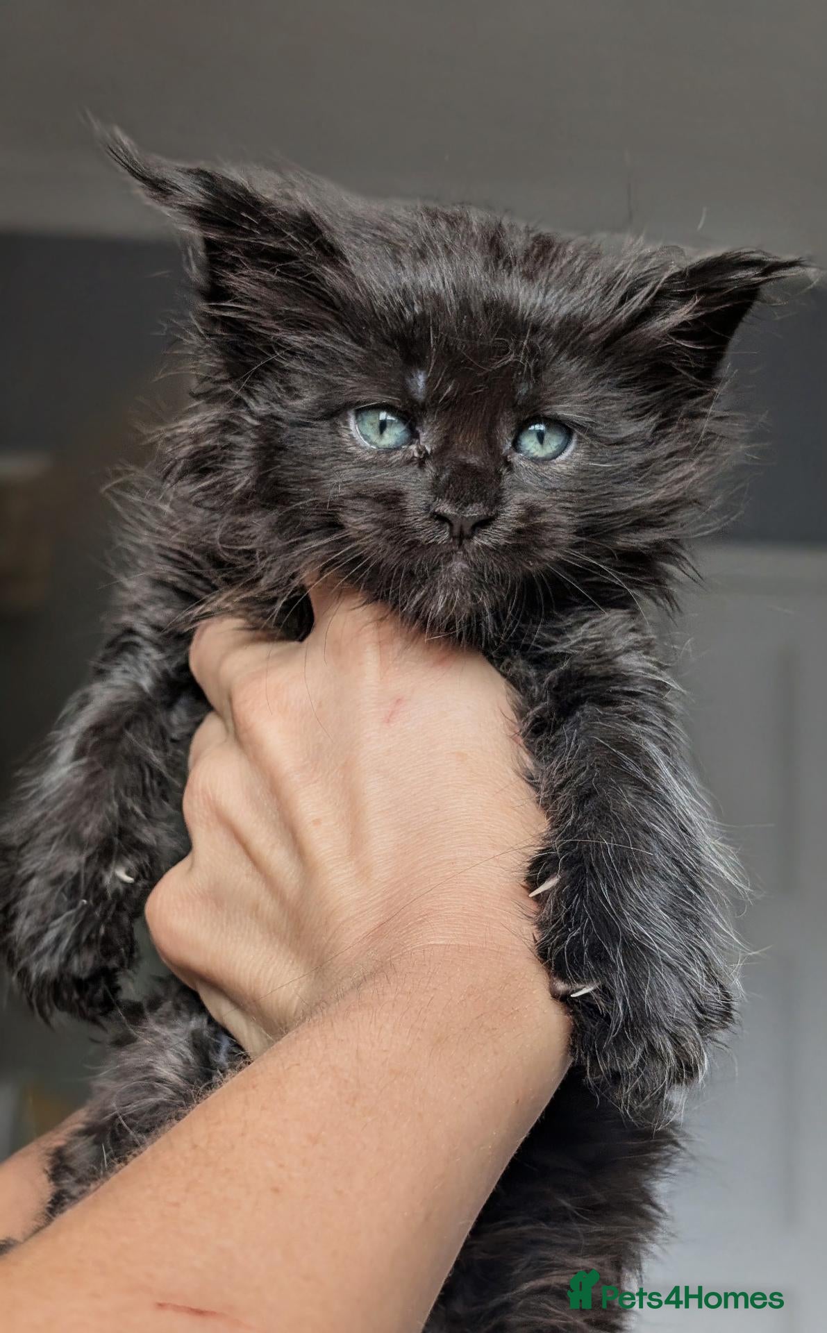 Maine Coon cats Black&Black Smoke Tica registered  - Advert 1