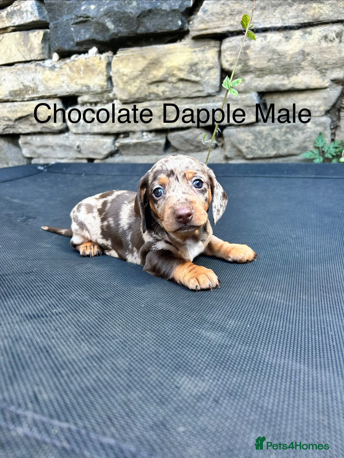 Miniature Dachshund dogs Miniature Dachsunds males and females - Advert 6