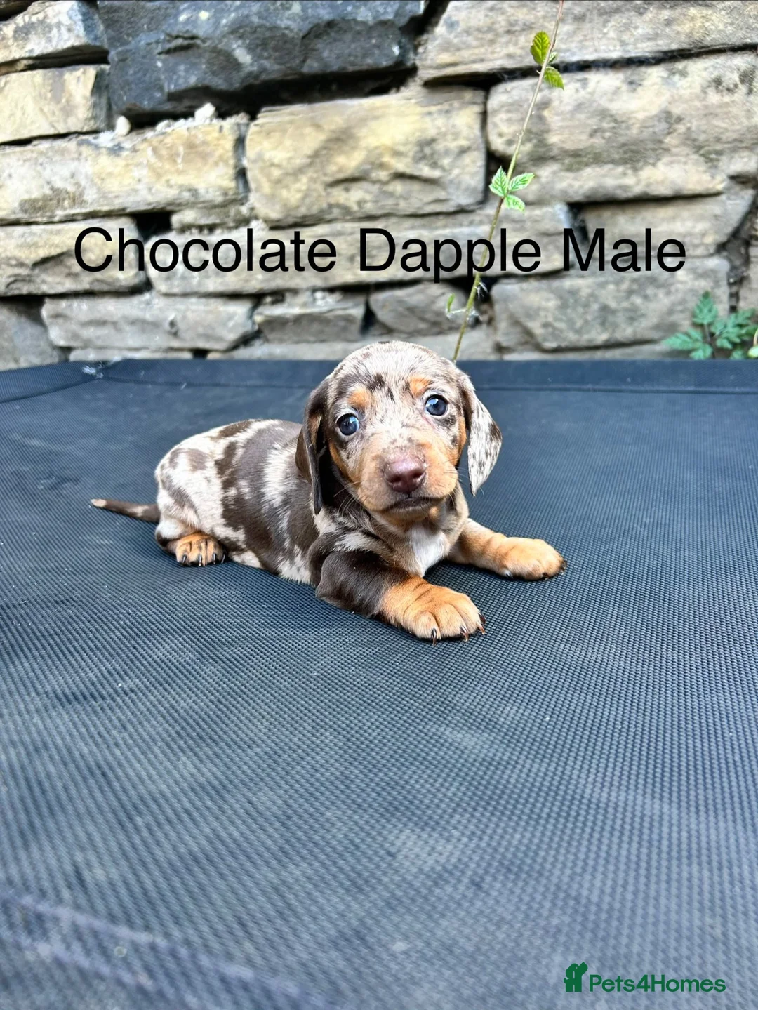 Miniature Dachshund dogs for sale: Miniature Dachsunds males and females - Advert 1