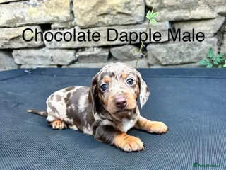 Miniature Dachshund dogs Miniature Dachsunds males and females - Advert 1