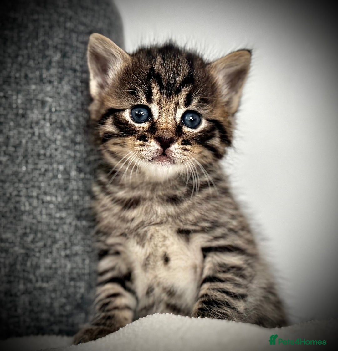 Mixed Breed cats for sale: 🌟 Exquisite Ragdoll × Bengal Kittens 🌟 - Advert 1