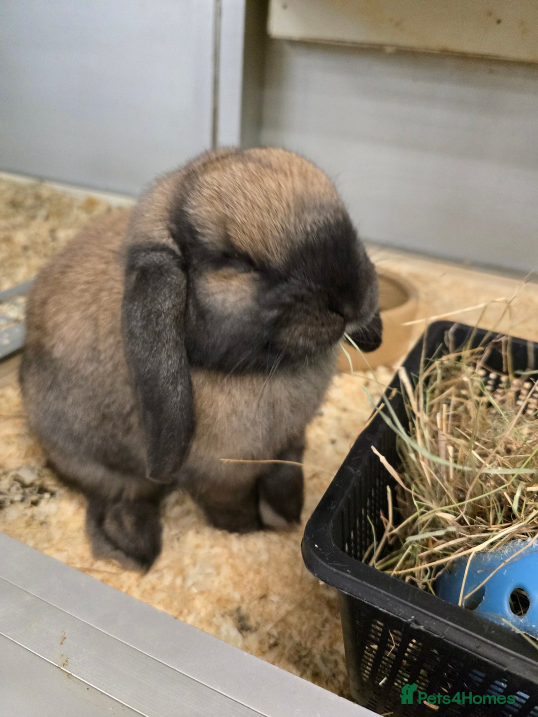 Dwarf Lop rabbits for sale: Beautiful Rabbits Available  - Advert 2