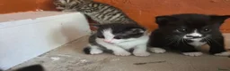 Mixed Breed cats for sale: Kittens - Advert 4