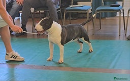English Bull Terrier dogs for stud: Very strong pedigree , stud dog available now  - Image 2