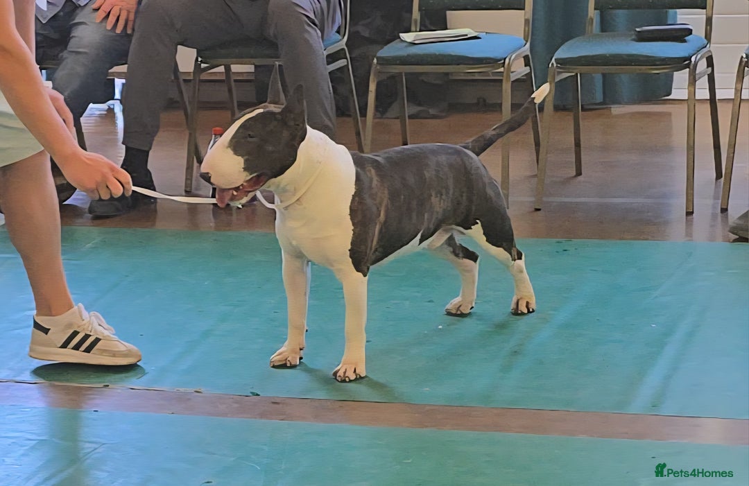 English Bull Terrier dogs for stud: Very strong pedigree , stud dog available now  - Image 2
