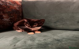 Domestic Shorthair cats for sale: 4 month old tuxedo kittens  - Advert 8