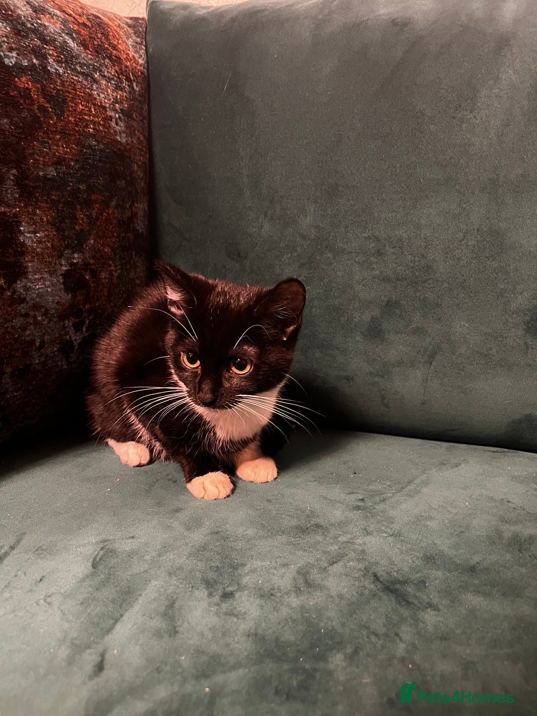 Domestic Shorthair cats for sale: 4 month old tuxedo kittens  - Advert 8