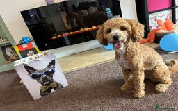 Cockapoo dogs for stud: Bruno  - Image 1