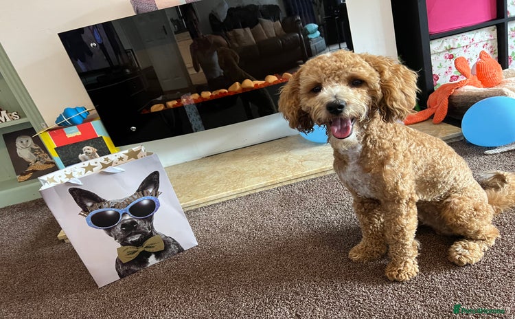 Cockapoo dogs - Advert 1