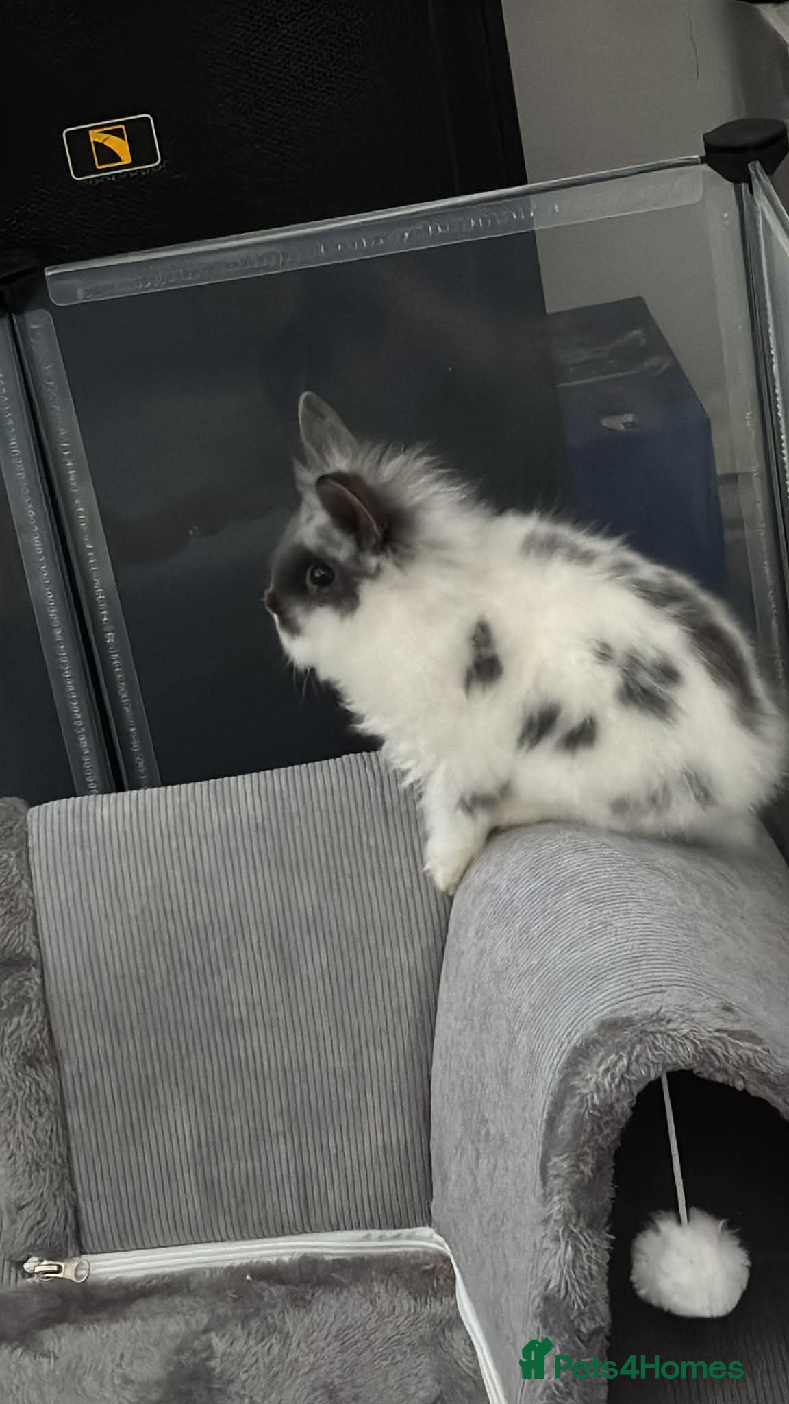 Mini Lop rabbits Rabbit mini lion heads - Advert 15