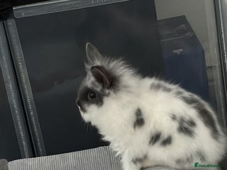 Mini Lop rabbits Rabbit mini lion heads - Advert 1