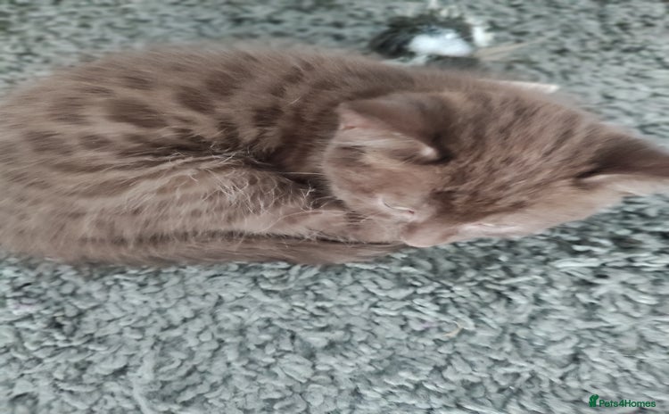 Mixed Breed cats - Advert 15