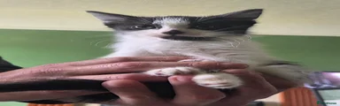 Mixed Breed Kitten 1