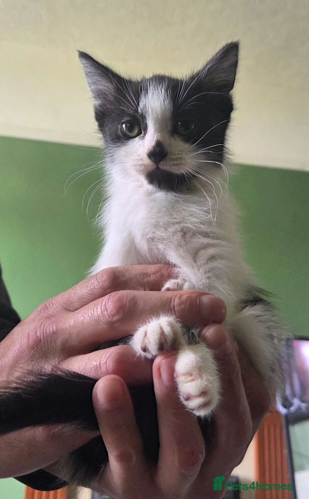 Mixed Breed cats for sale: Kittens for sale in Blackburn - Advert 4