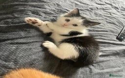 Maine Coon cats for sale: Maine coon x - Image 4