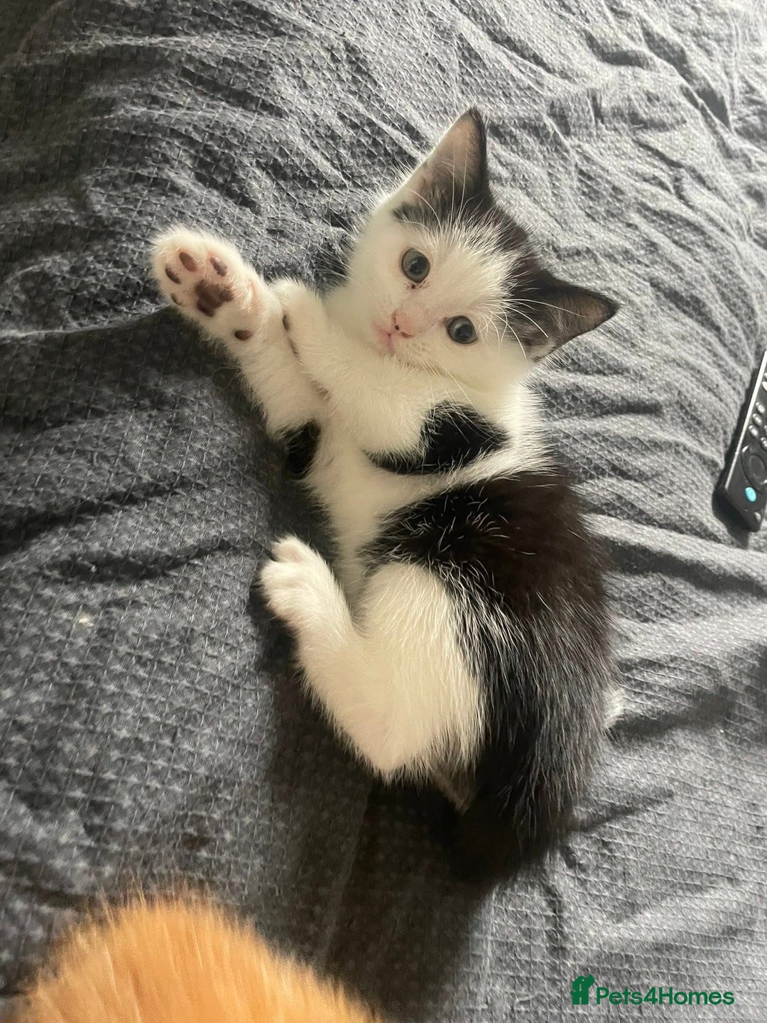 Maine Coon cats for sale: Maine coon x - Image 4