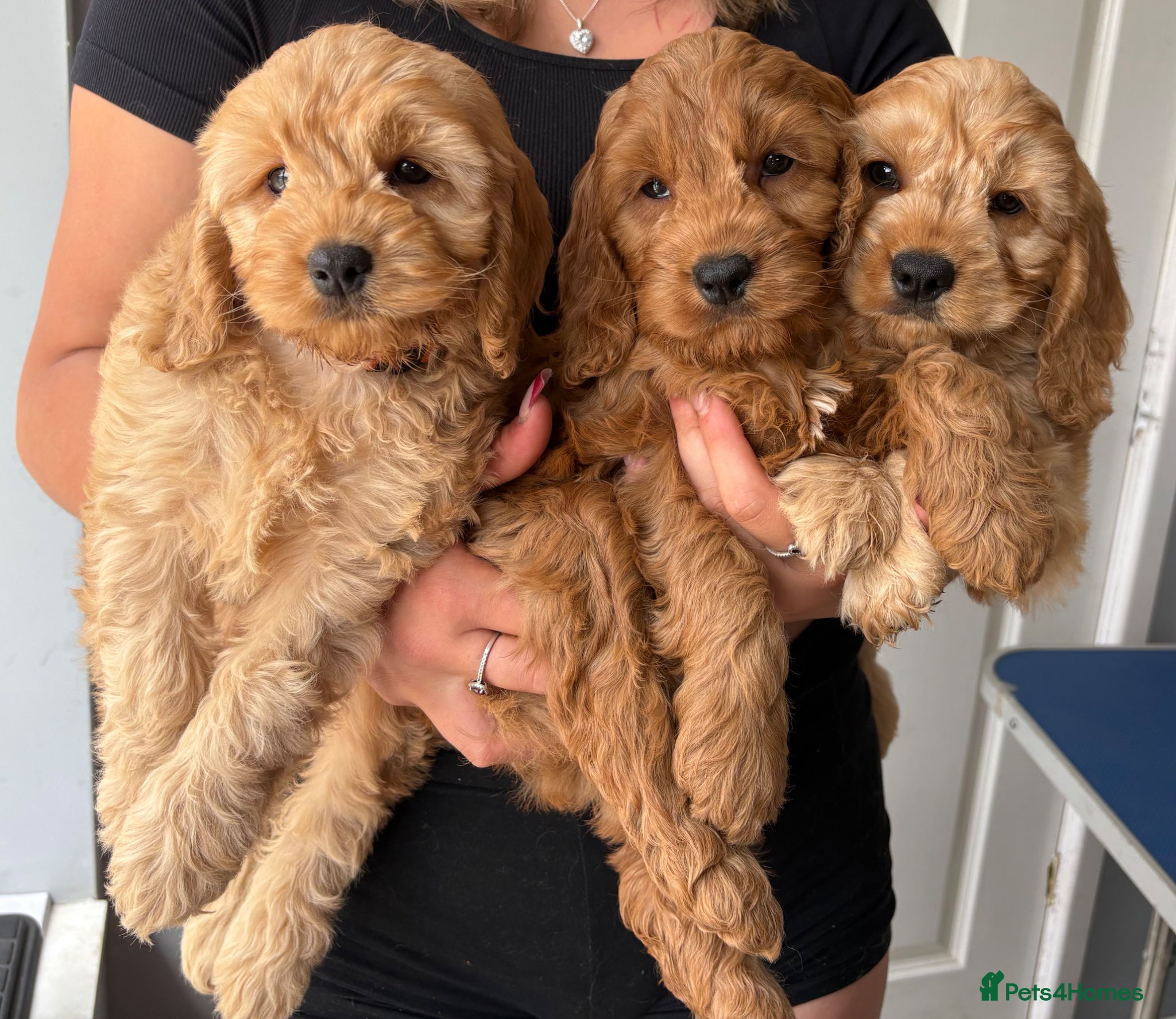 Cockapoo dogs 6 Outstanding F1 Miniature Cockapoos - Advert 1