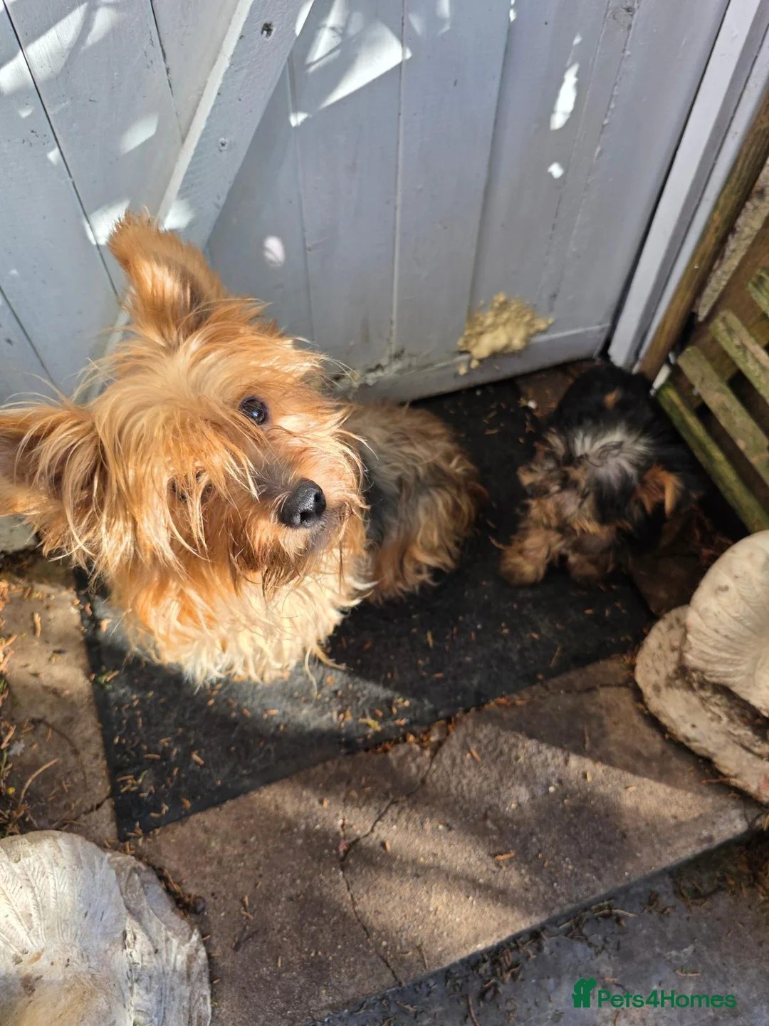 Yorkshire Terrier dogs for sale: Fabulous Female Mini Yorkie Pup Ready To Go Now! - Advert 2