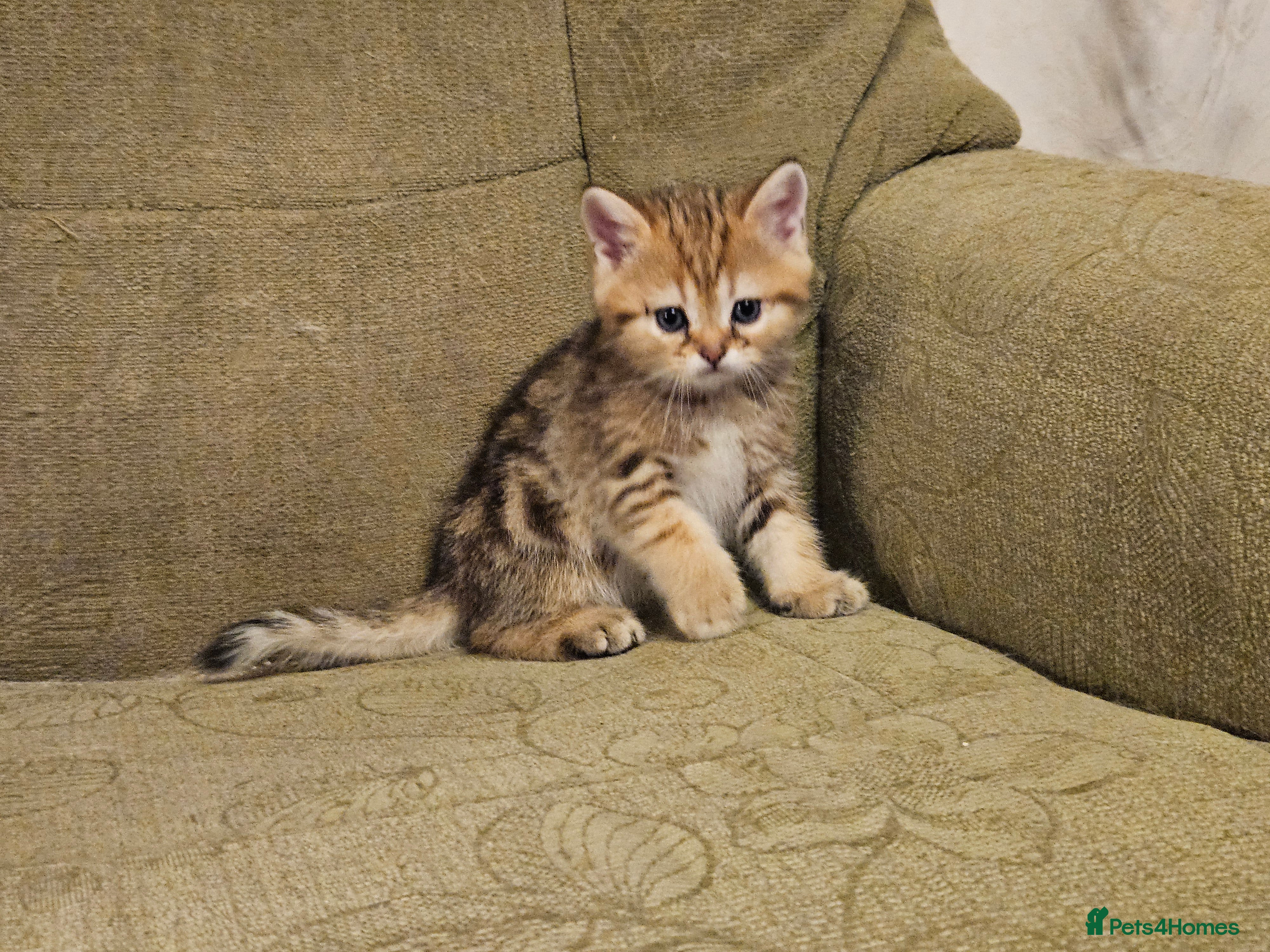 British Shorthair cats Stunning Golden British Shorthair Kittens  - Advert 2