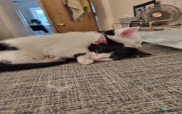 Mixed Breed cats for sale: 1 girl left of litter, ready for new home.  - Image 8