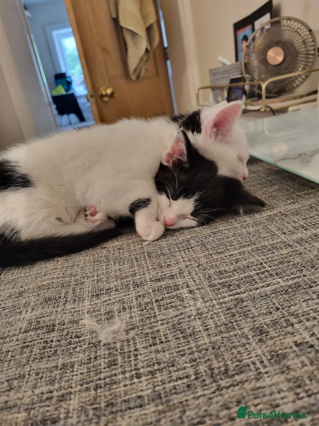 Mixed Breed cats for sale: 1 girl left of litter, ready for new home.  - Image 8