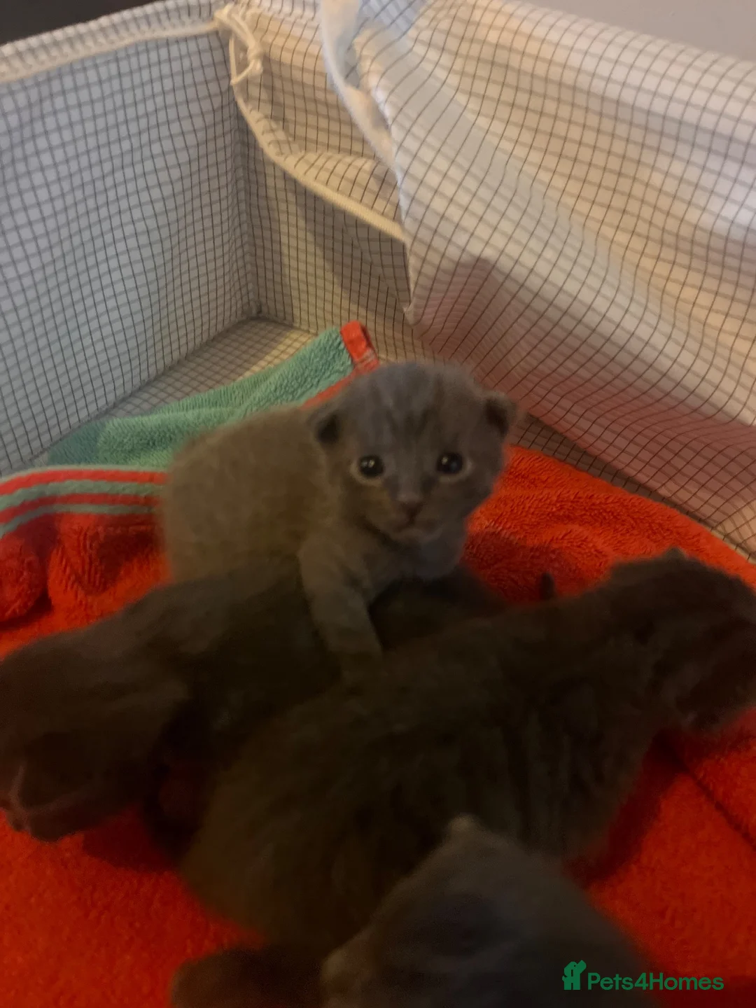 Russian Blue cats for sale: Russian blue cross kittens  - Advert 12