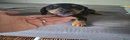 Dachshund dogs for sale: One little boy left out of litter of 7.  - Advert 10