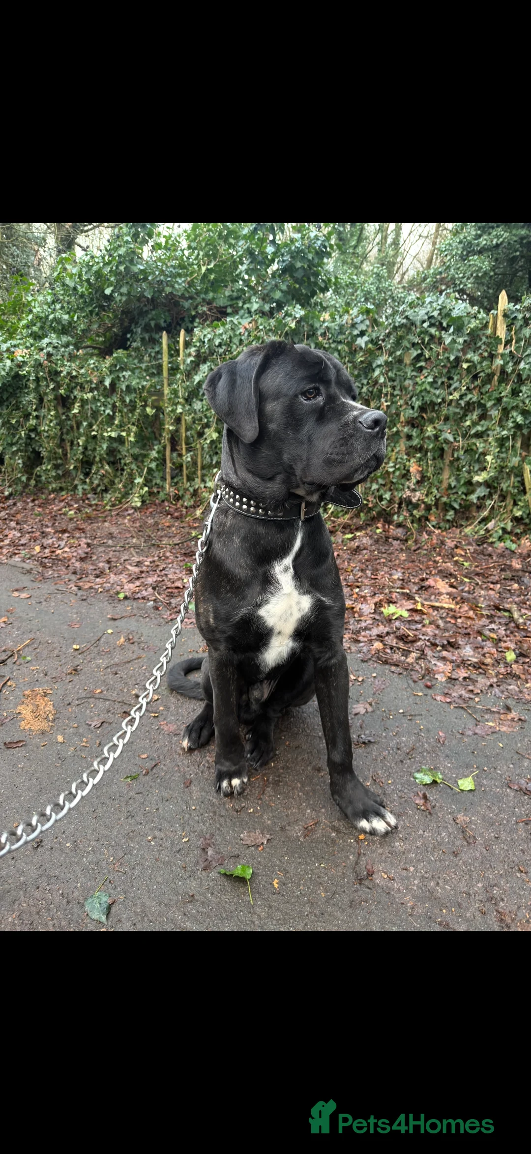 Cane Corso dogs for sale: Gorgeous Cane Corso  - Advert 5