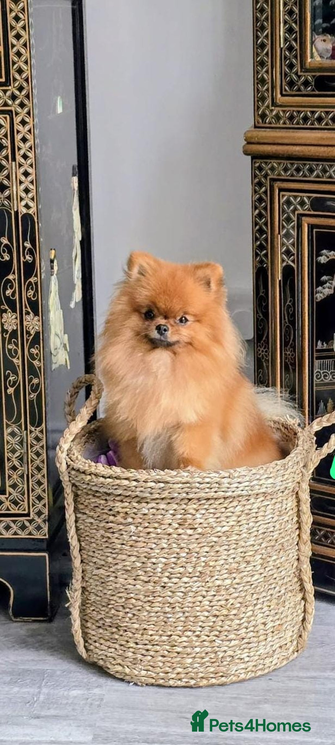 Pomeranian dogs for sale: Beautiful Pomeranian female - Advert 8