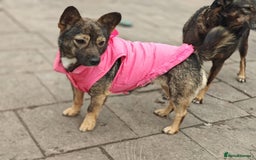 Mixed Breed dogs for adoption: 💖🐶 KELLY 🐶💖 - Image 10