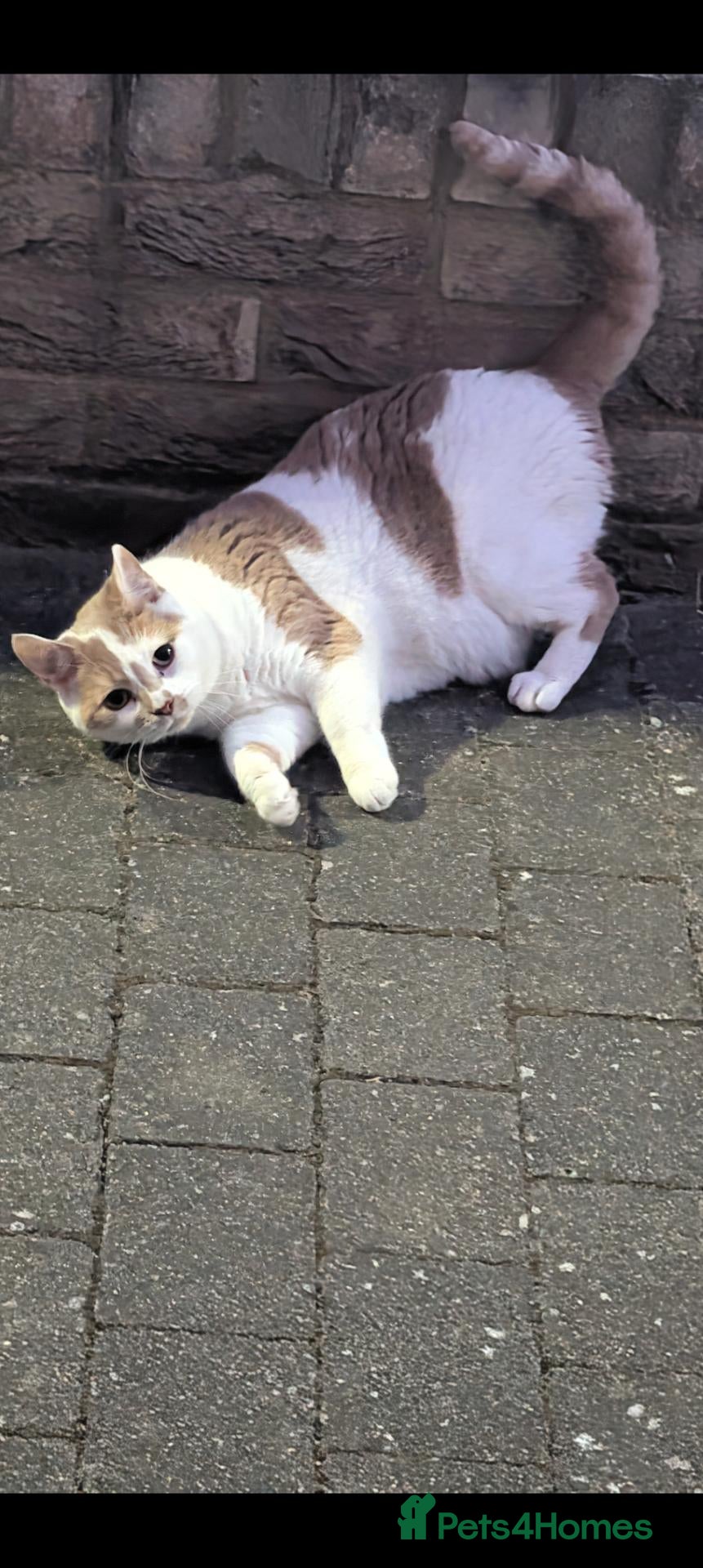 British Shorthair cats for sale: Meet Myrtle - Advert 12