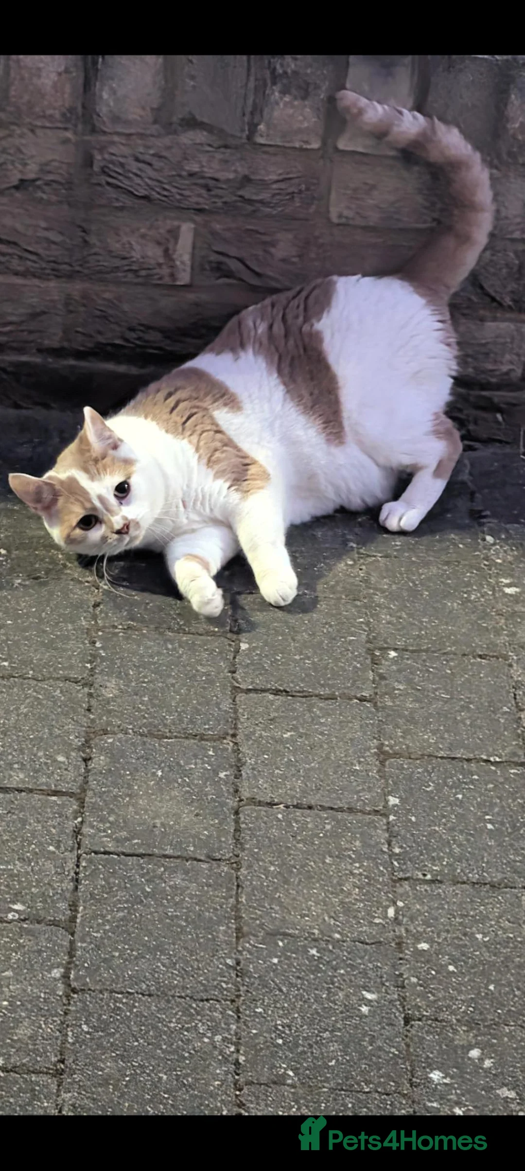 British Shorthair cats for sale: Meet Myrtle - Advert 1