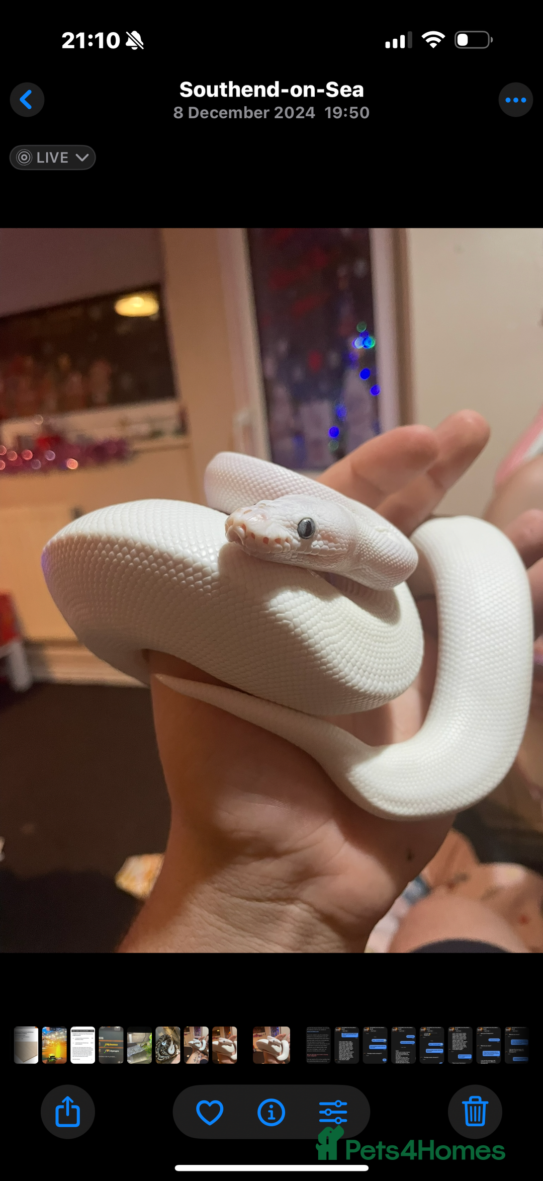 Leopard Gecko reptiles for sale: Mass Sale - Image 1