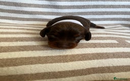 Miniature Dachshund dogs for sale: Beautiful Miniature dachshunds🐶🤎 - Advert 21