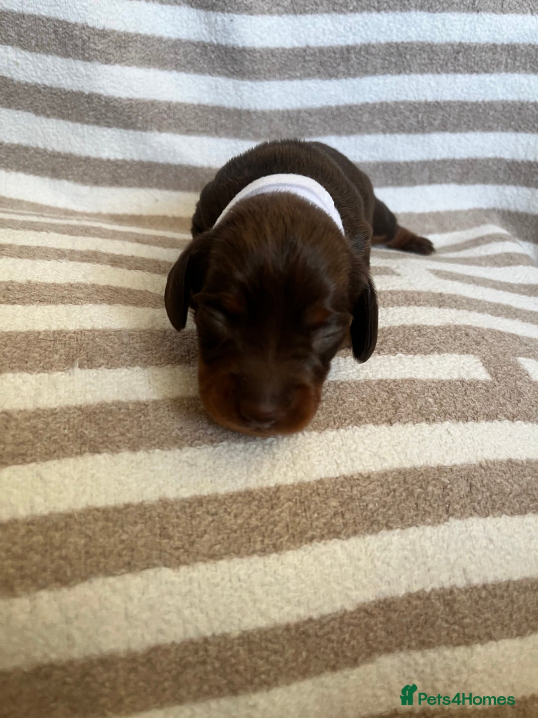 Miniature Dachshund dogs for sale: Beautiful Miniature dachshunds🐶🤎 - Advert 21